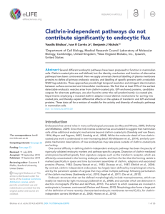 Clathrin-independent pathways do not contribute significantly