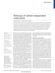 Pathways of clathrin-independent endocytosis