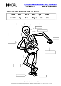 Label the parts of the skeleton with words from the box