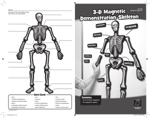 3-D Magnetic Demonstration Skeleton