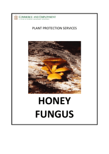 Honey Fungus Plant Protection Services Honey Fungus Leaflet