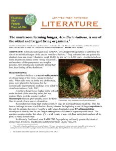 The mushroom forming fungus, Armillaria bulbosa, is one of the