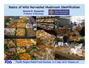 Basics of Wild Harvested Mushroom Identification