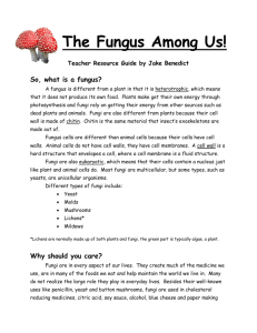 The Fungus Among Us!