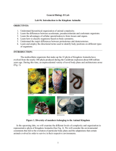 Lab #7: Introduction to the Kingdom Animalia
