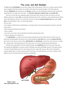 The Liver and Gall Bladder