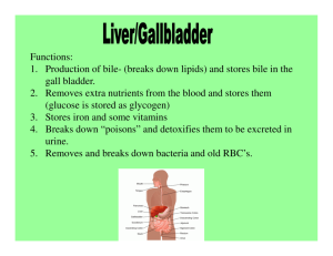 Functions: 1. Production of bile- (breaks down lipids) and stores bile