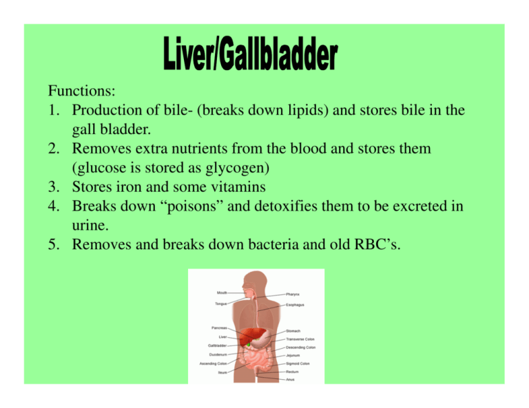 functions-1-production-of-bile-breaks-down-lipids-and-stores-bile
