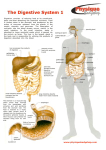 The Digestive System 1