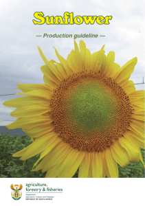 Sunflower - Department of Agriculture