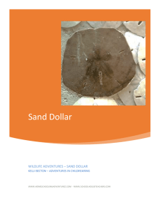 Sand Dollar - Created by Kelli Becton