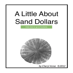 A Little About Sand Dollars