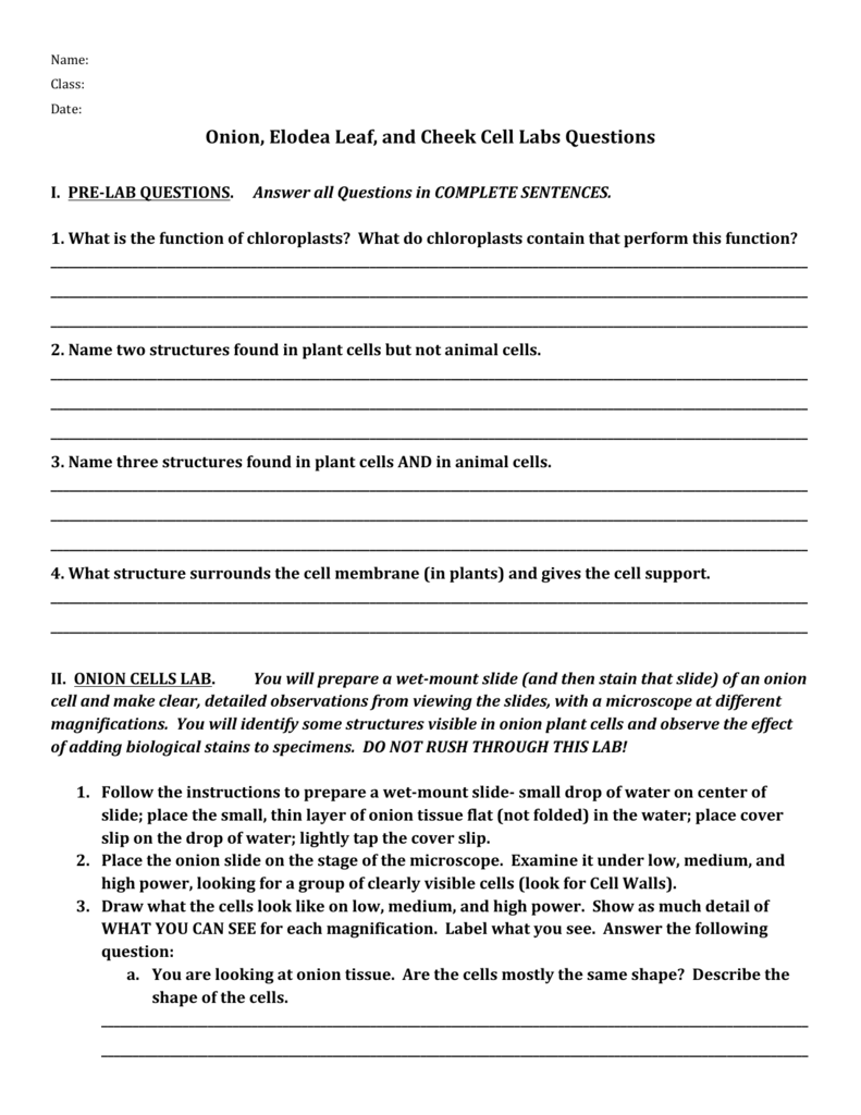 Onion, Elodea Leaf, and Cheek Cell Labs Questions