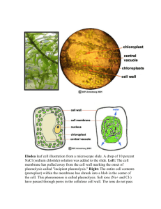 Elodea leaf cell illustration from a microscope slide. A drop of 10