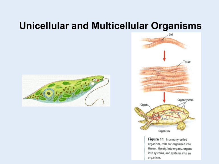 unicellular-and-multicellular-organisms