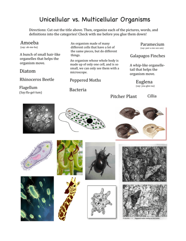 Unicellular Vs Multicellular Organisms 