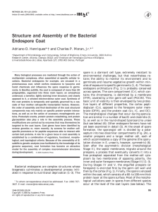 Structure and Assembly of the Bacterial Endospore Coat