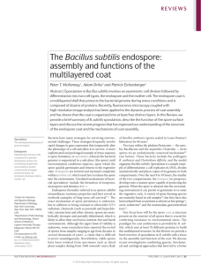 The Bacillus subtilis endospore: assembly and functions of the