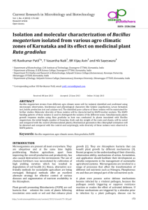 Isolation and molecular characterization of Bacillus megaterium