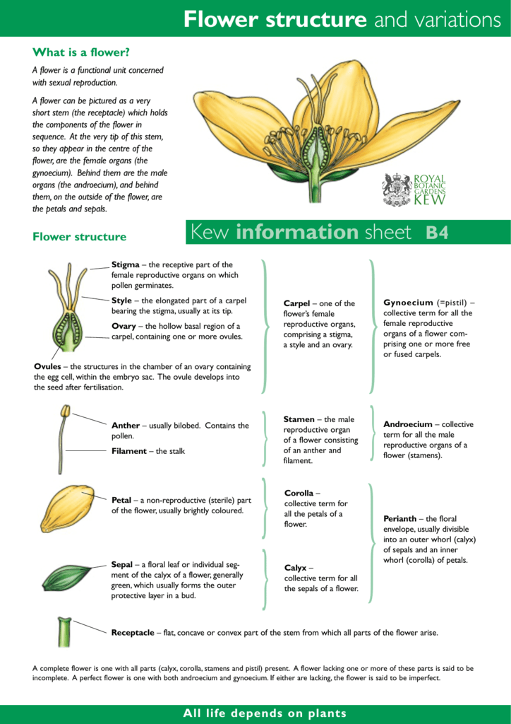 flower-structure-and-variations