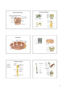 Structure of Bone Tissue Bone Growth Classification of Bones