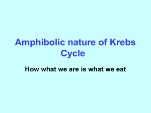 Amphibolic nature of Krebs Cycle