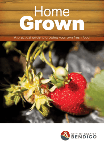A practical guide to growing your own fresh food