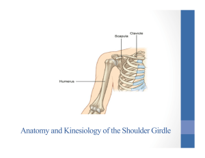 Anatomy and Kinesiology of the Shoulder Girdle