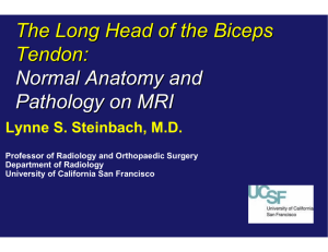 The Long Head of the Biceps Tendon: Normal Anatomy and