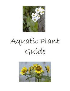 Aquatic plant identification guide