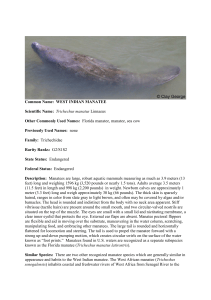 Common Name: WEST INDIAN MANATEE Scientific Name