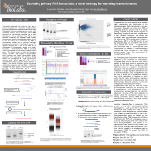 Capturing primary RNA transcripts, a novel strategy for analyzing