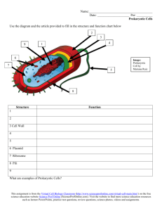 Prokaryotic Cell Diagram Homework Assignment