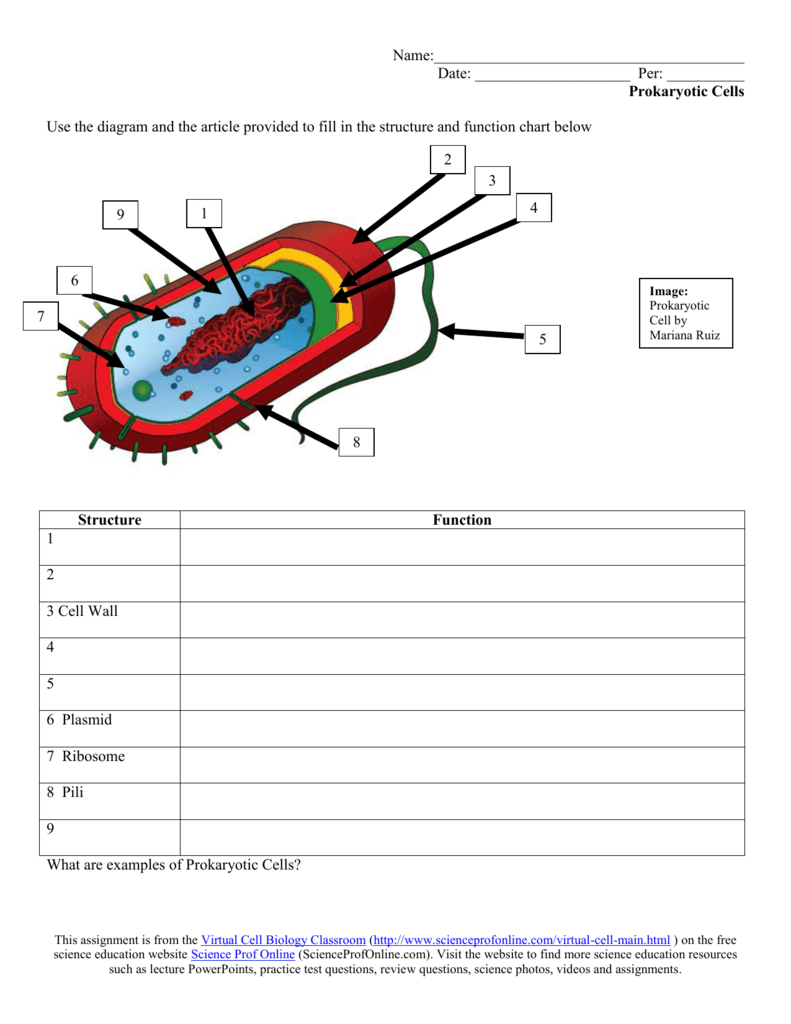 Prokaryotic Cell Structure Worksheet - Riset