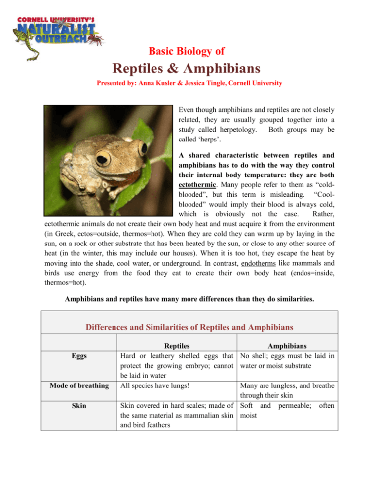 Reptiles & Amphibians