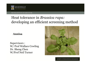Heat tolerance in Brassica rapa - The UWA Institute of Agriculture