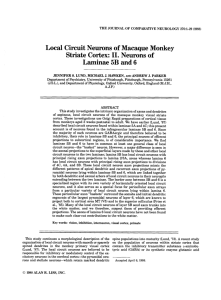 Local circuit neurons of macaque monkey striate cortex: II. Neurons