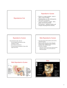 Reproduction Unit Reproductive System Reproductive System Male