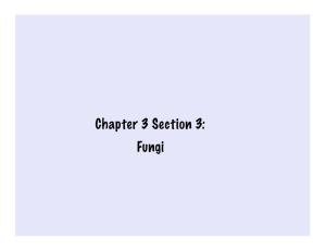 Chapter 3 Section 3: Fungi