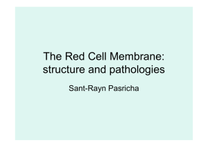 The Red Cell Membrane