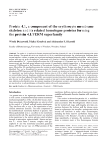 Protein 4.1, a component of the erythrocyte membrane skeleton and