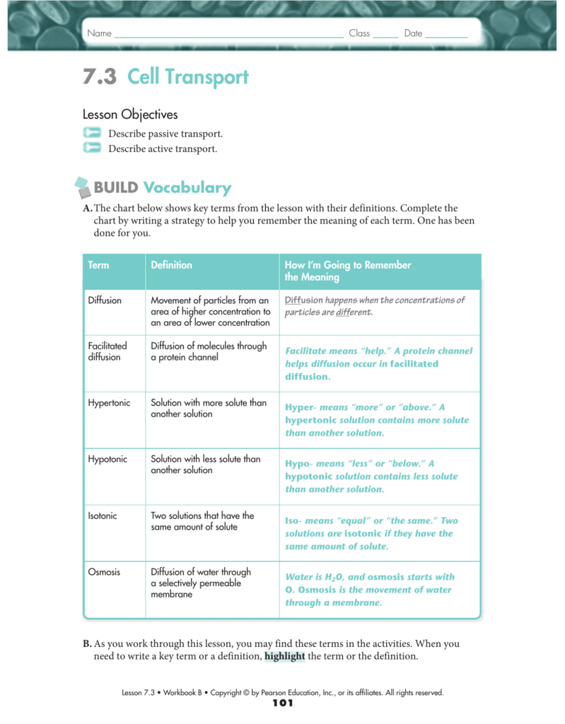 7 3 Cell Transport Worksheet Answers%