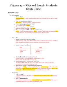 Chapter 13 – RNA and Protein Synthesis Study Guide