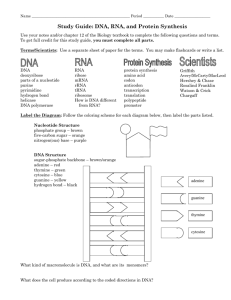 Review Guide: DNA, RNA, & Protein Synthesis