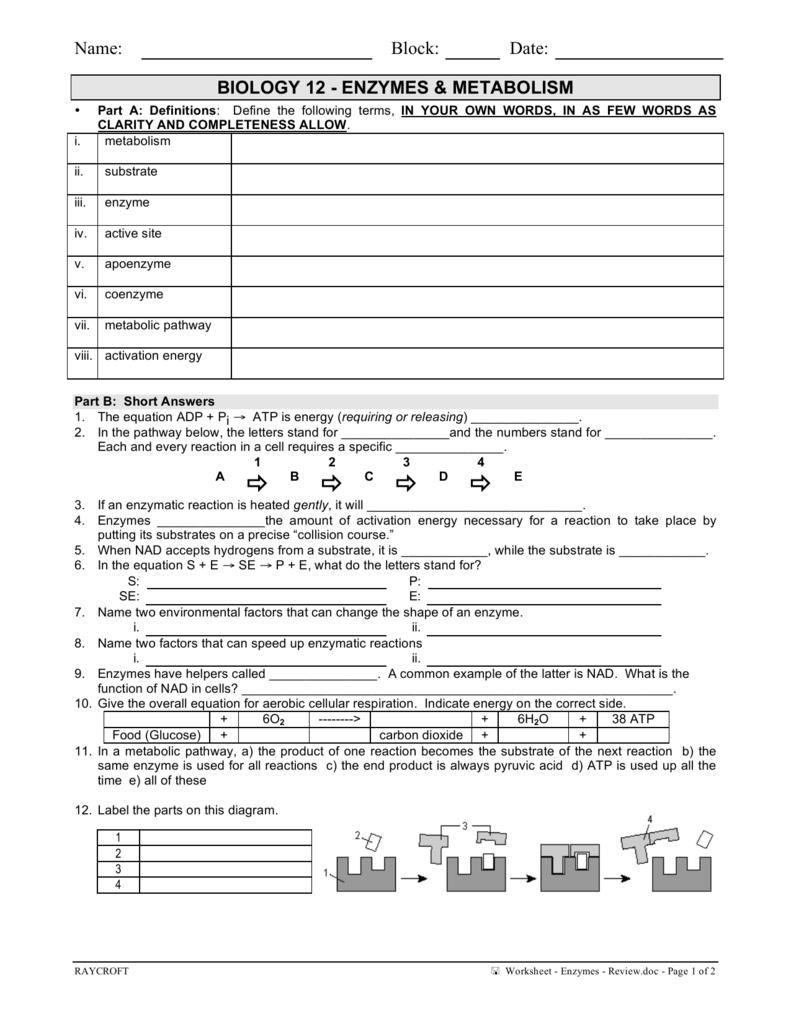 Worksheet - Enzymes With Enzyme Reactions Worksheet Answers