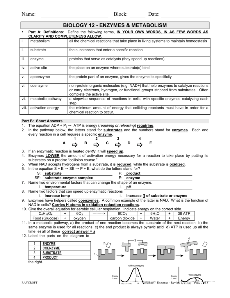 enzym worksheet key With Enzyme Reactions Worksheet Answers