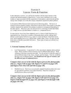 Exercise 6 - LEAVES: FORM & FUNCTION