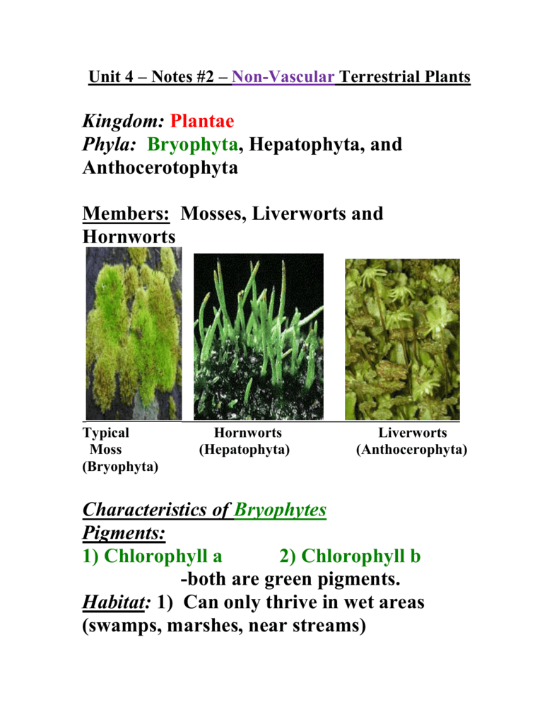 Unit 4 Notes 2 Non Vascular Plants