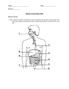 Digestive System Study Guide