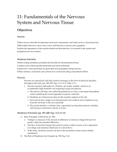 11: Fundamentals of the Nervous System and Nervous Tissue